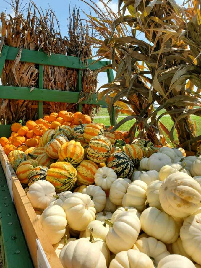 How to pick a pumpkin that won't rot right away